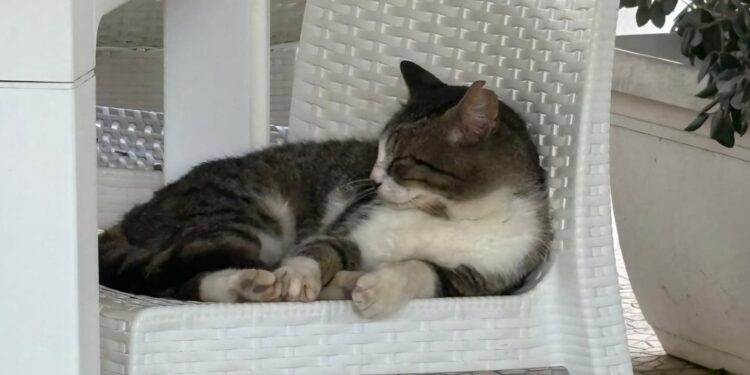 Gatto