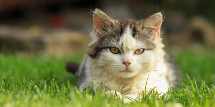 Gatto