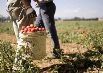 Migranti Campi Pomodoro