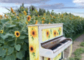 Girasoli