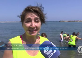 Tg Telebari Mattina 14 06 25