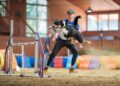 Agility Bruce3