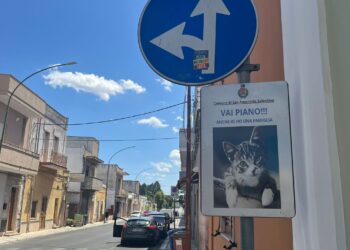 Cartelli gatti