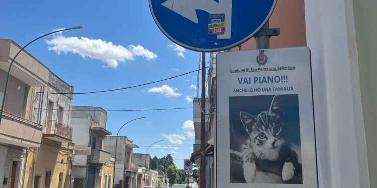 Cartelli gatti