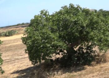Bari, Addio A Semi Di Vita: Dopo 11 Anni Chiude L’orto Sociale Di Japigia. “anima Della Periferia” – Video