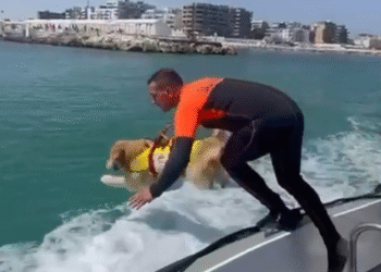 Cane Salvataggio