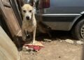 Cani Abbandonati (1)