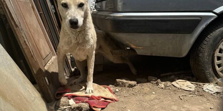 Cani Abbandonati (1)