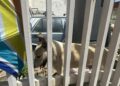 Cani Abbandonati (2)