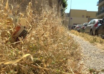 Erbacce, Piante Alte Due Metri E Rifiuti Abbandonati In Via Sabotino: “carrassi è Abbandonata” – Video