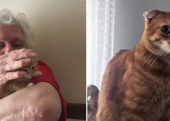 Gatto E Nonna Putignano Combo