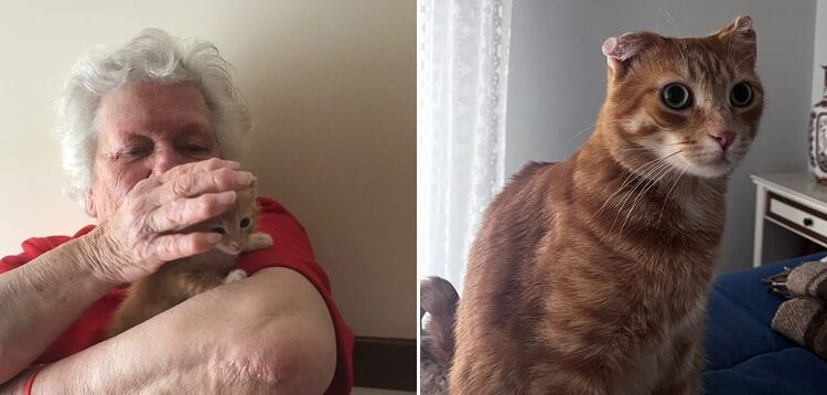 Gatto E Nonna Putignano Combo
