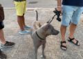 Cane Madonnella