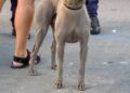 Cane Madonnella