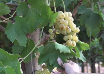 Annata Abbondante Per L’uva Da Tavola, Ma Il Prezzo Crolla. L’appello Degli Agricoltori:
“servono Più Lavoratori” – Video