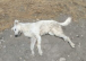 Cane Avvelenato