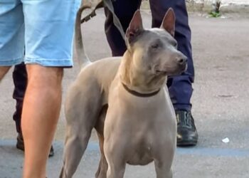 Cane Madonnella