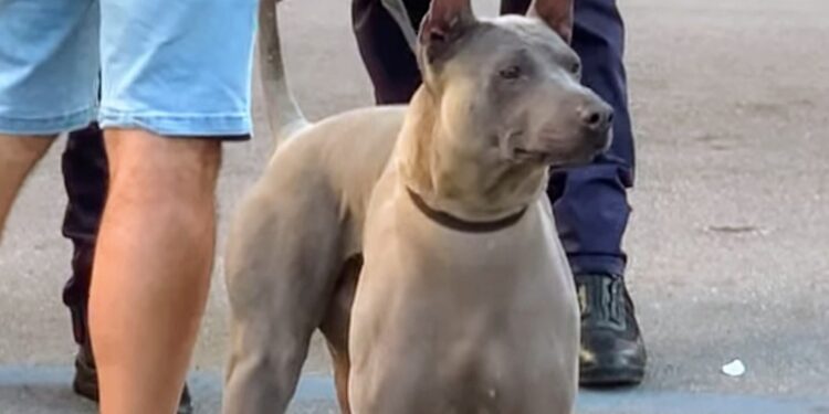 Cane Madonnella