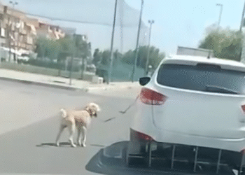 Cane Zapponeta