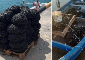 Cozze