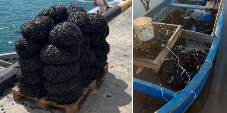 Cozze