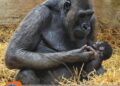 Gorilla