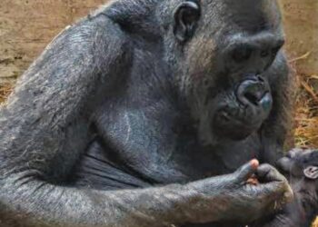 Gorilla Ev