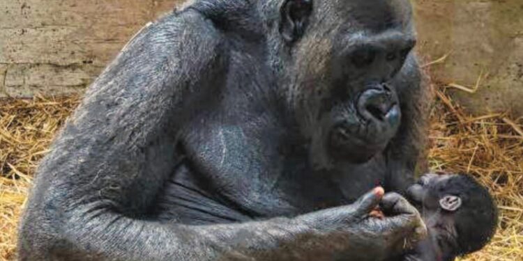 Gorilla Ev