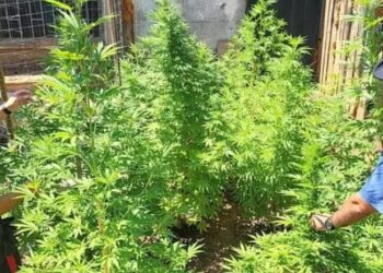 Marijuana