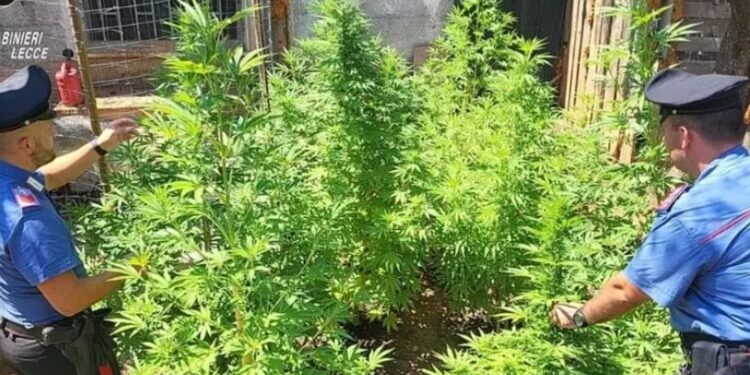 Marijuana