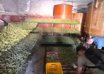 Marijuana Foggia