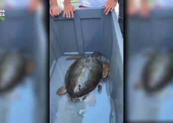 Puglia, Una Tartaruga Caretta Caretta In Difficoltà Salvata Dalla Finanza: Aveva Ingerito Plastica – Video