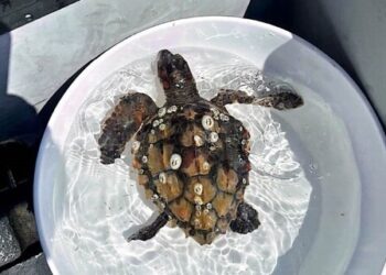 Tartaruga Tremiti