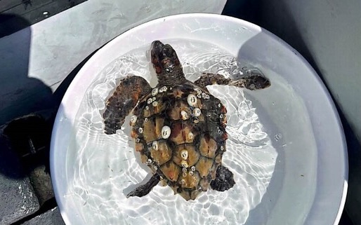 Tartaruga Tremiti