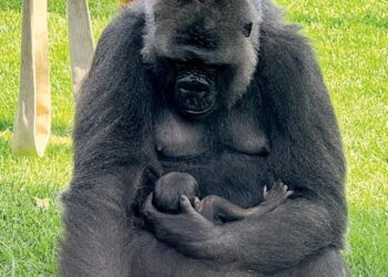 Gorilla