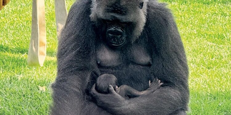 Gorilla