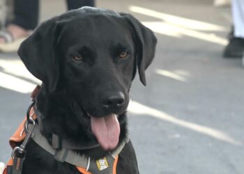 Labrador Acqua