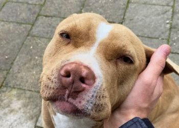 Tequila