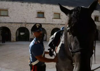 Cavallo Murgese Carabinieri