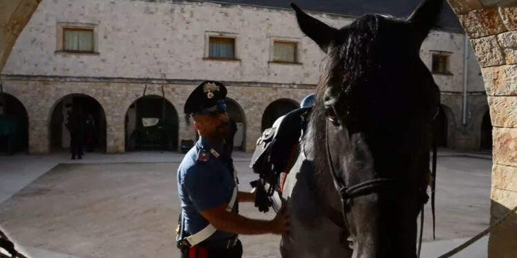 Cavallo Murgese Carabinieri