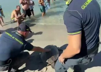 Due Tartarughe Marine Tornano In Libertà: Salvate Dalla Finanza, Avevano Problemi Di Galleggiamento – Video