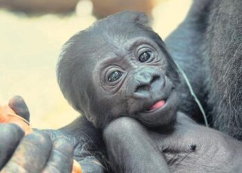 Gorilla
