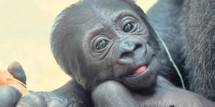 Gorilla
