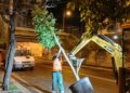 22 10 25 Stanotte La Piantumazione Di 14 Alberi Di Ligustro Nel Sottopasso Duca Degli Abruzzi 1