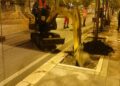 22 10 25 Stanotte La Piantumazione Di 14 Alberi Di Ligustro Nel Sottopasso Duca Degli Abruzzi 4