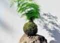Asparagus Kokedama