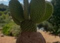 Opuntia Kokedama (fichi D'india)