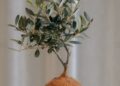 Ulivo Kokedama