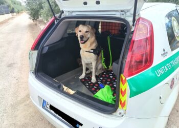 Ambulanza Veterinaria