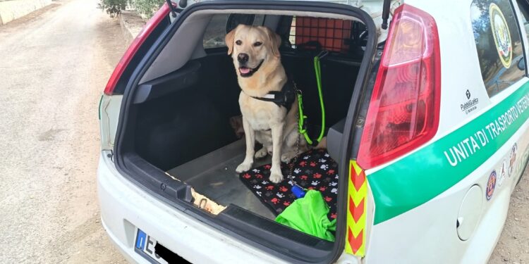 Ambulanza Veterinaria
